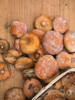 dondurulmus-kanlica-mantari-500-gr Dondurulmuş Kanlıca (500 Gr)