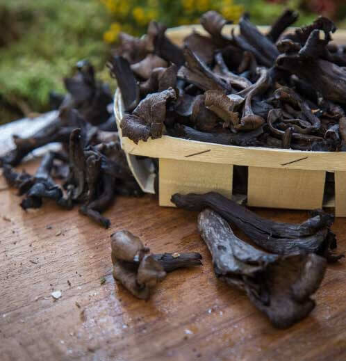 Taze Borazan Mantarı (1 Kg)