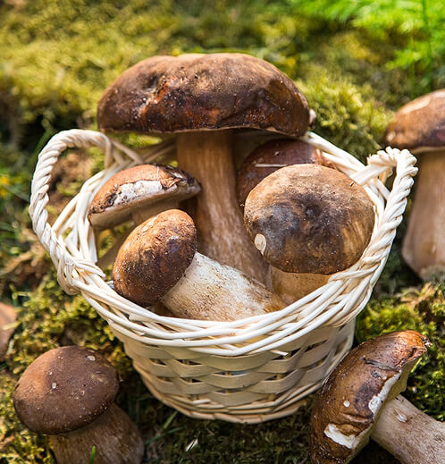 Taze Porcini Mantarı (1 Kg)
